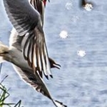_04C6851.jpg Sus au prédateur; le milan n'est pas le bienvenu au dessus des nids de mouettes